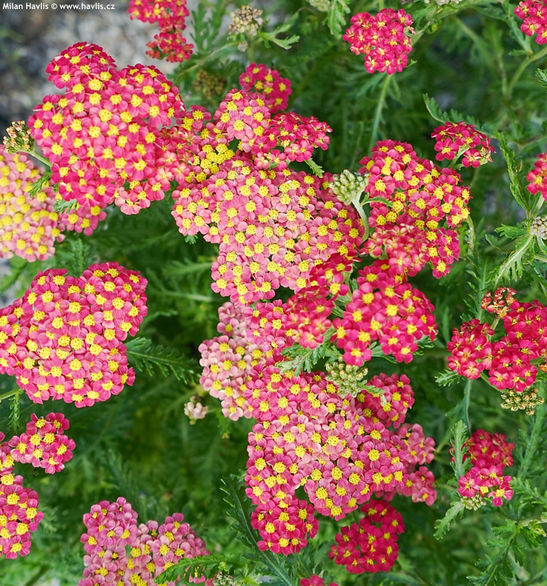 achillea millefolium Milly Rock Red