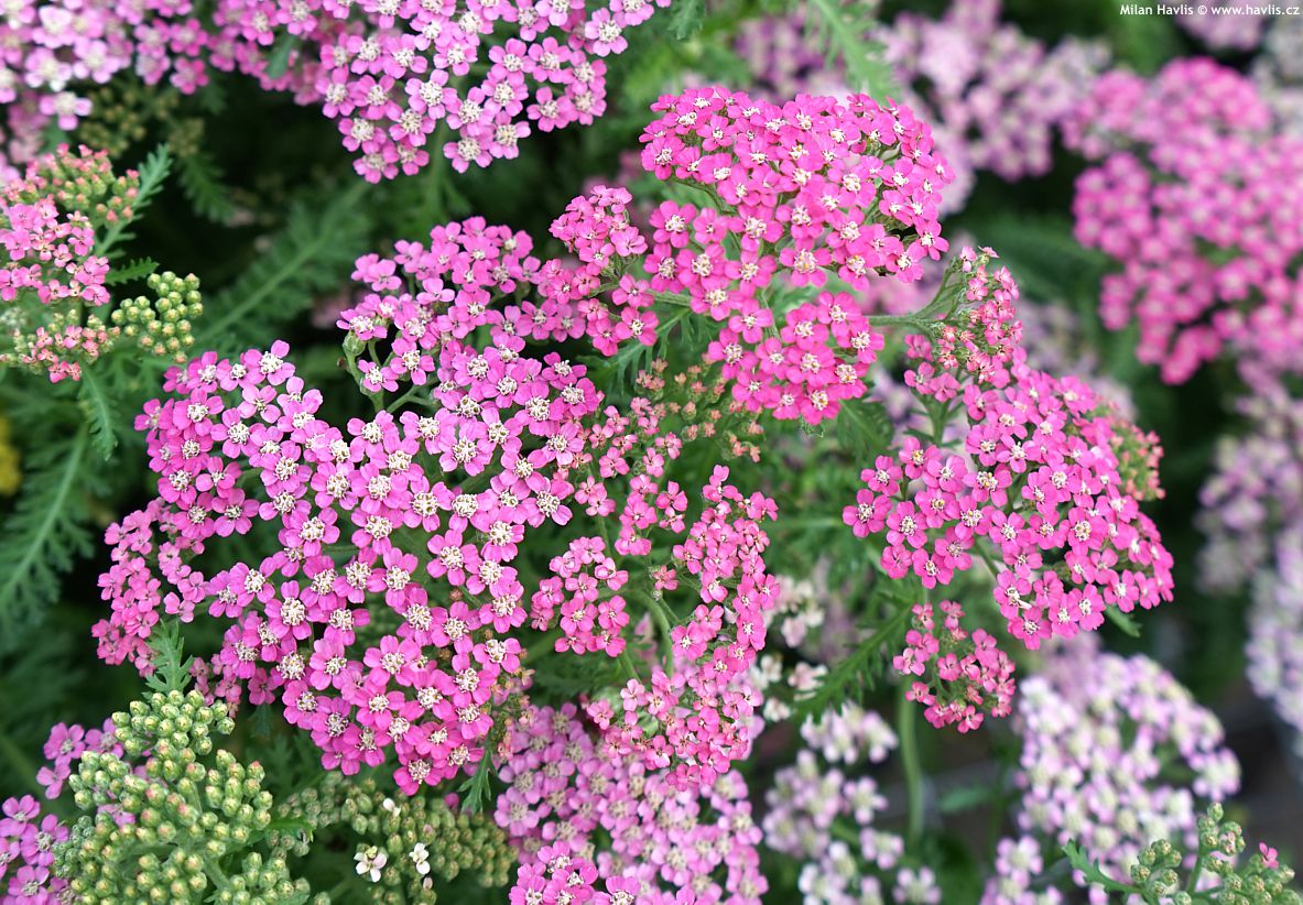 achillea millefolium Milly Rock Rose