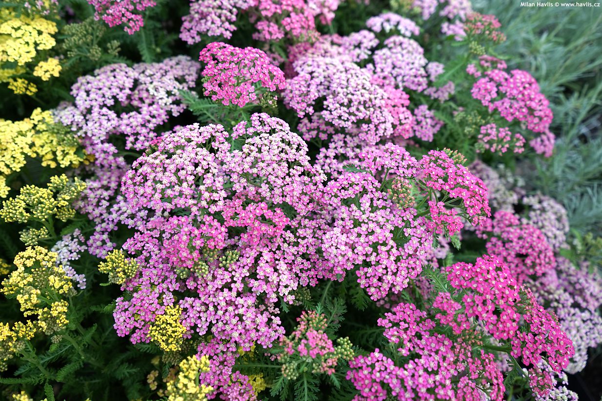 achillea millefolium Milly Rock Rose