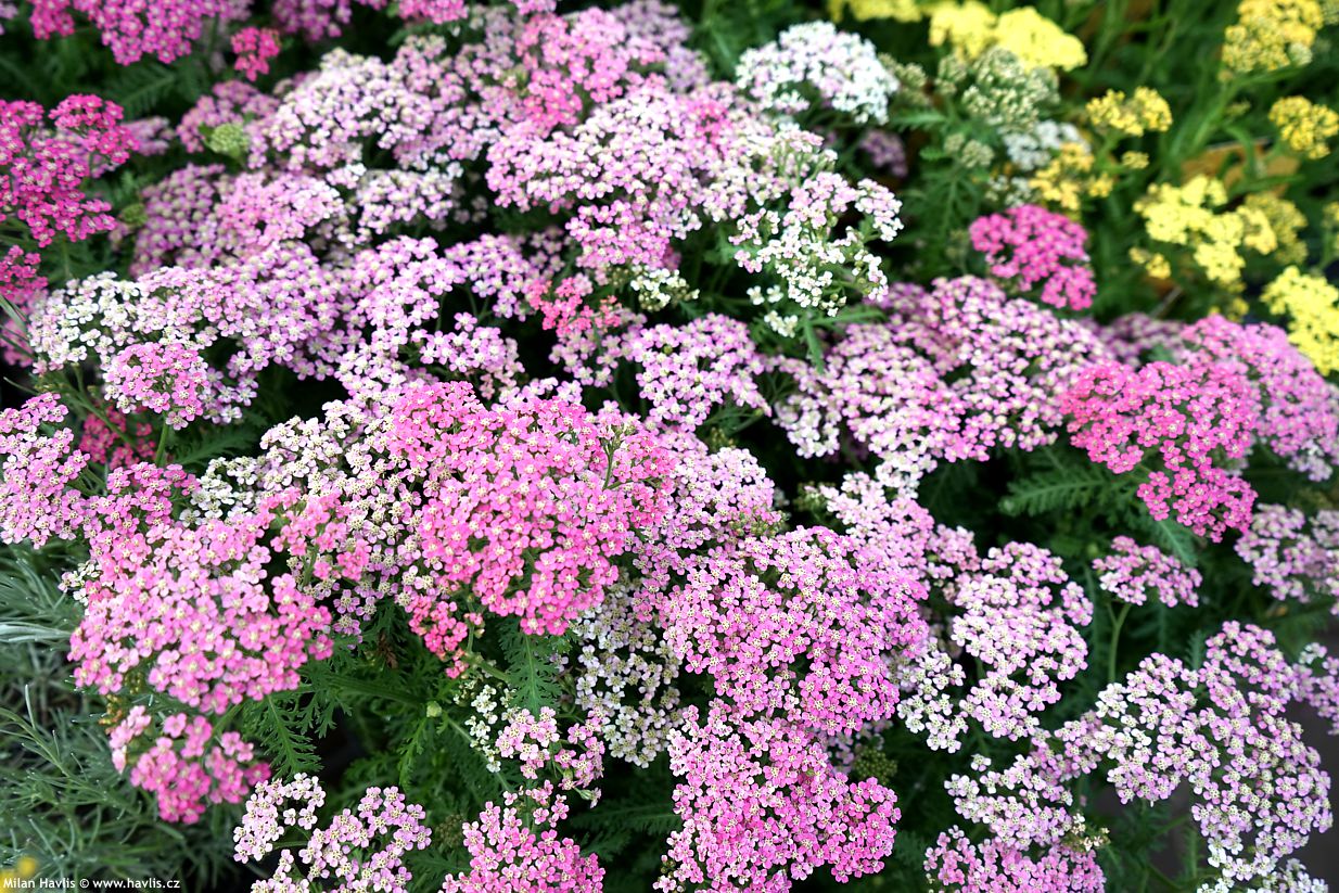 achillea millefolium Milly Rock Rose