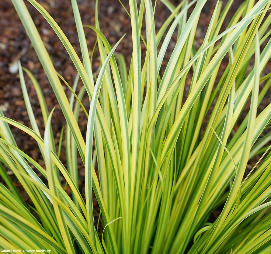 acorus gramineus Ogon