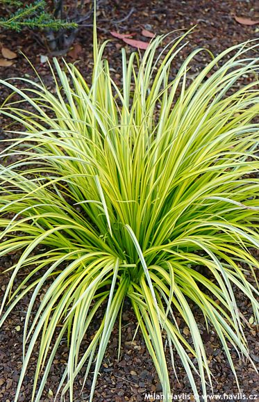 Acorus gramineus 'OGON'