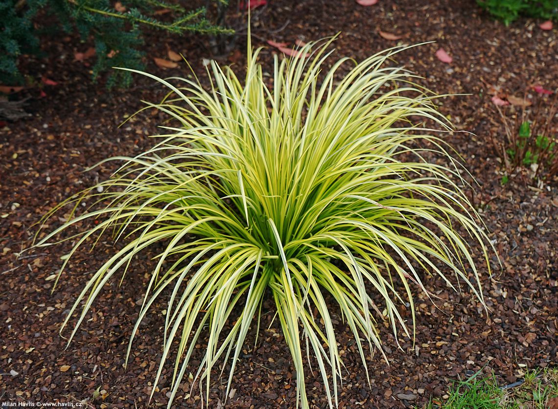 acorus gramineus Ogon