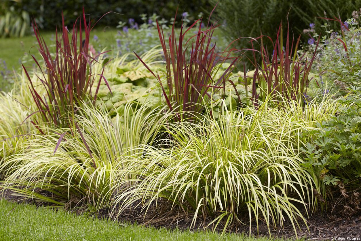 acorus gramineus Ogon