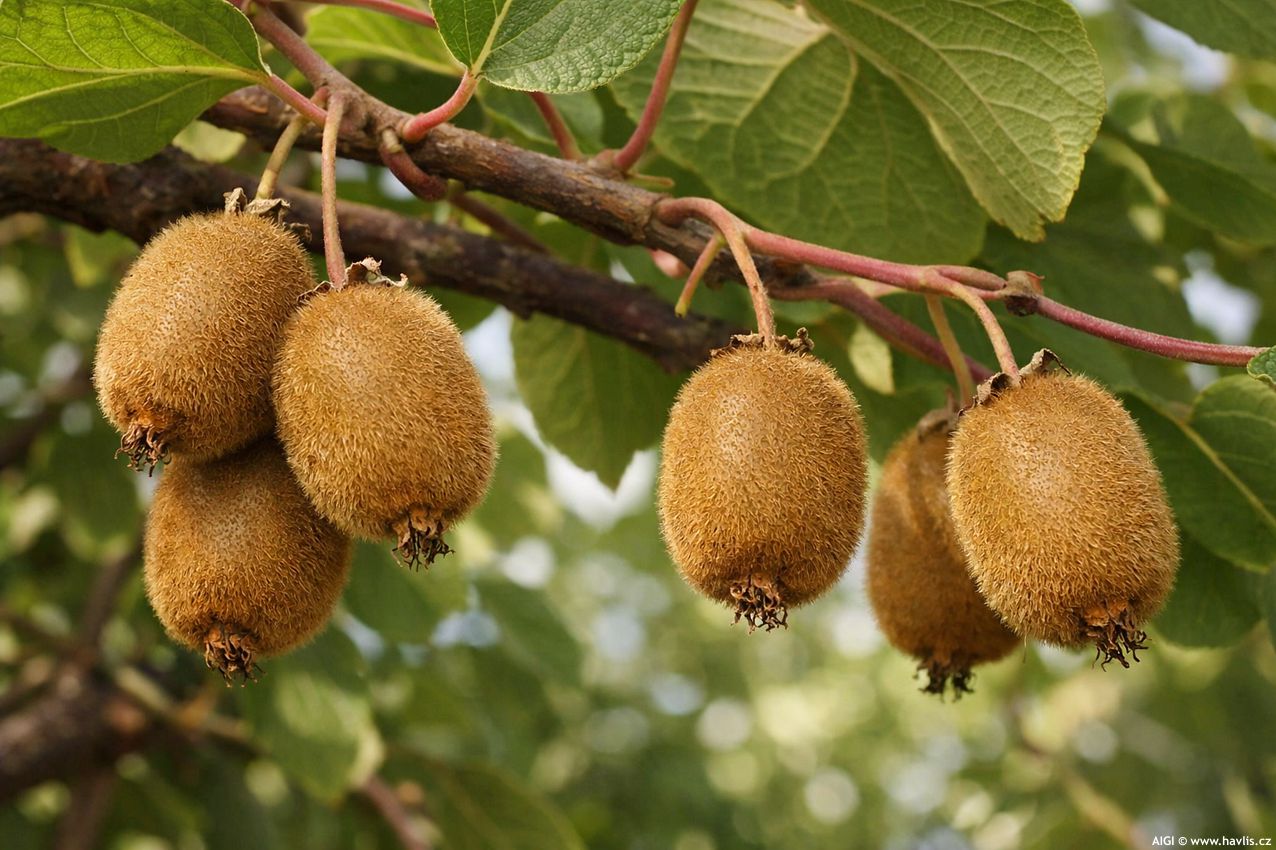 actinidia deliciosa Jenny 2026 AIGI 2.jpg