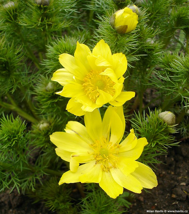 adonis vernalis