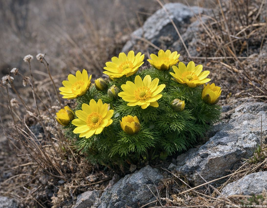 adonis vernalis