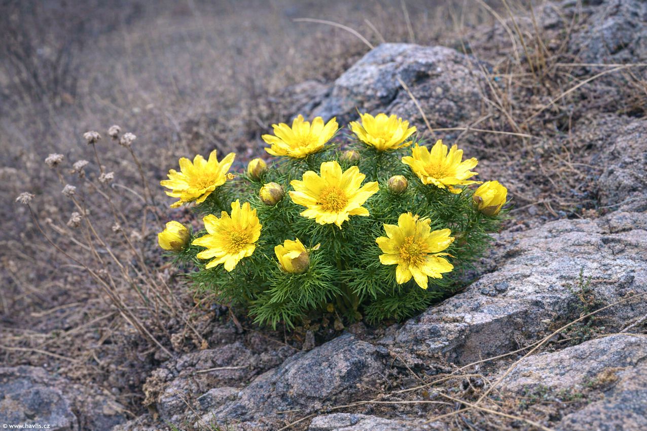adonis vernalis