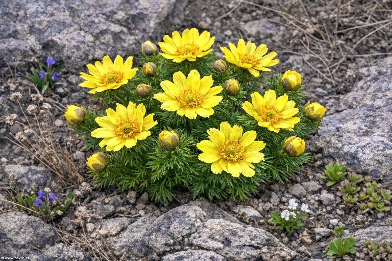 adonis vernalis