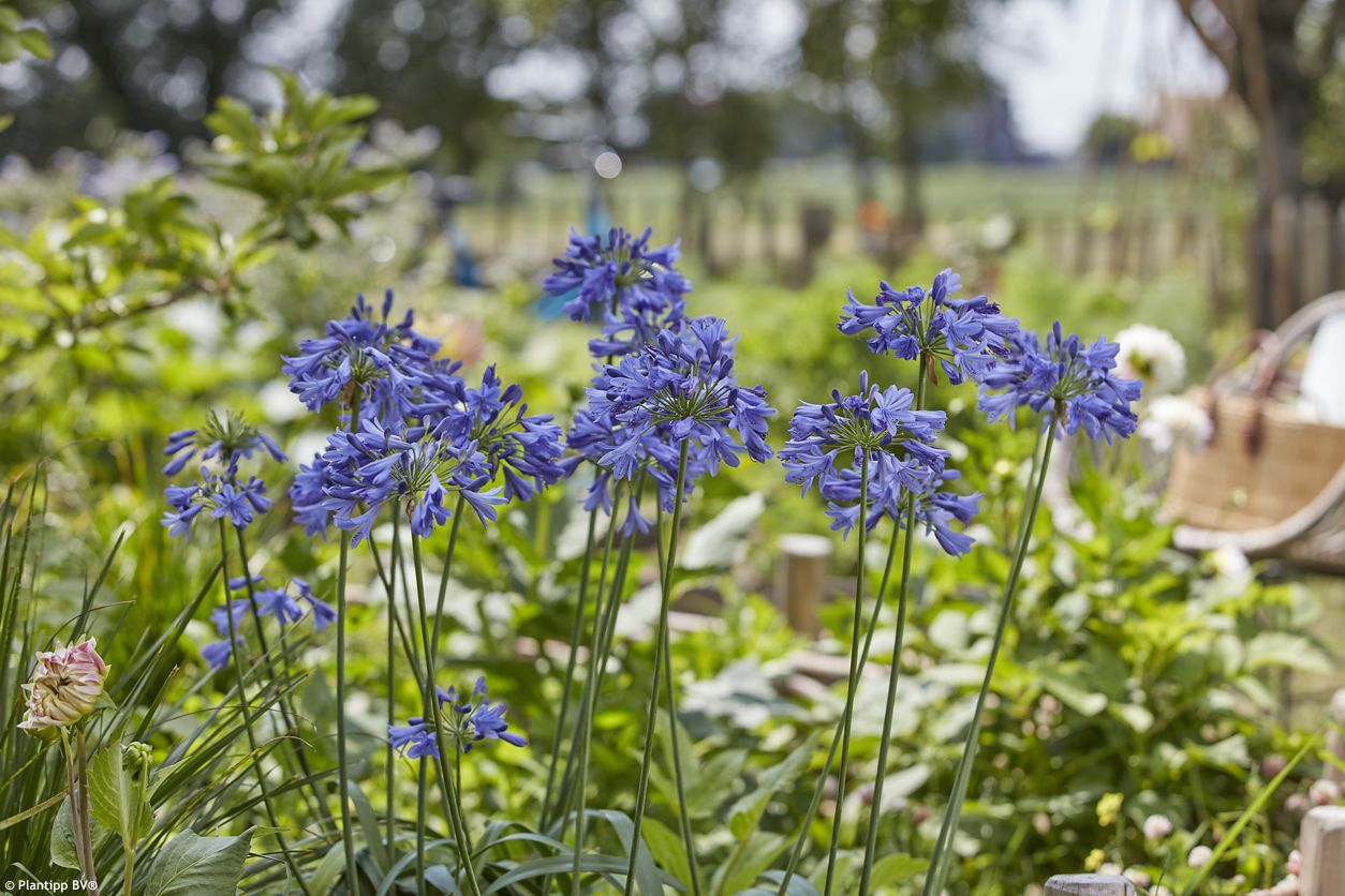 agapanthus Everpanthus Ever Sapphire PT 1.jpg