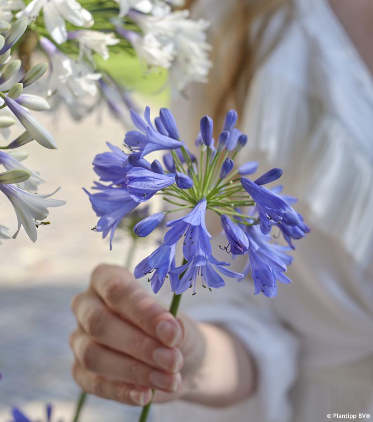 agapanthus Everpanthus Ever Sapphire PT 4.jpg