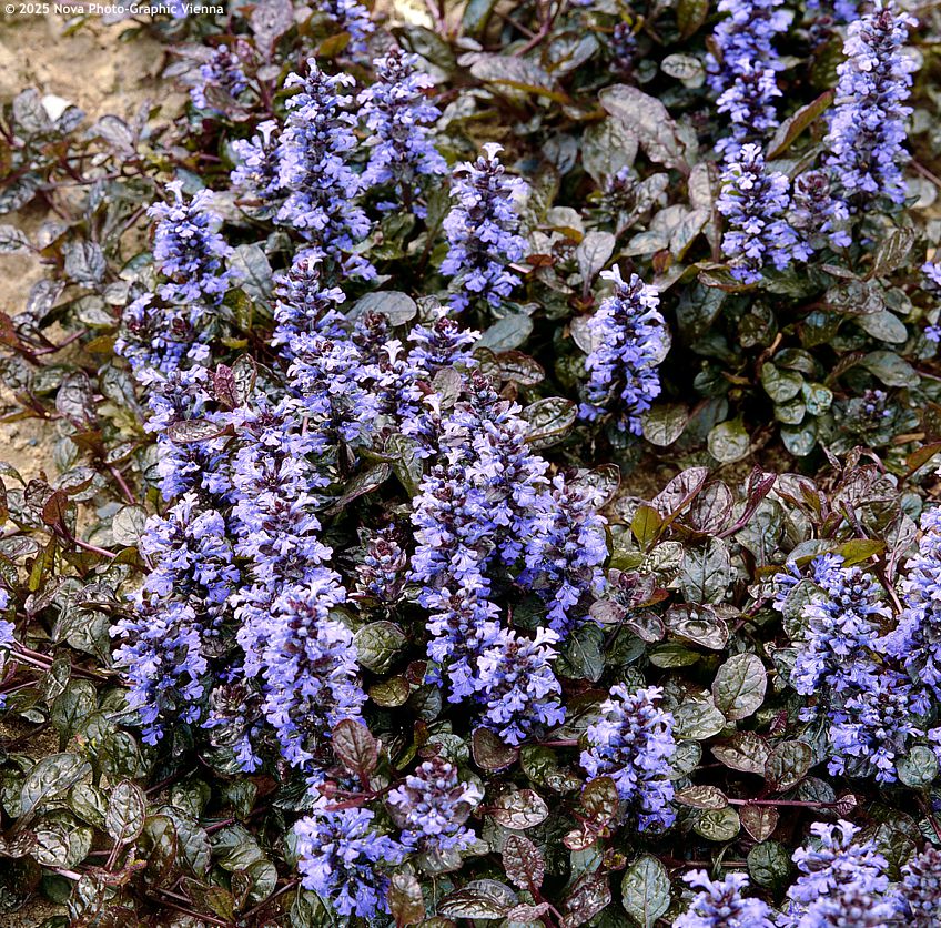 ajuga pyramidalis Metallica Crispa