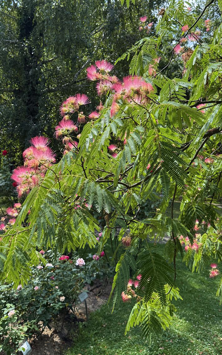 albizia 1.jpg