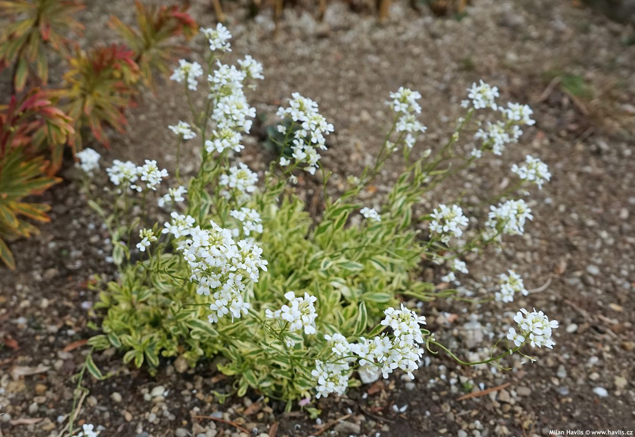 arabis ferdinandi-coburgii Old Gold
