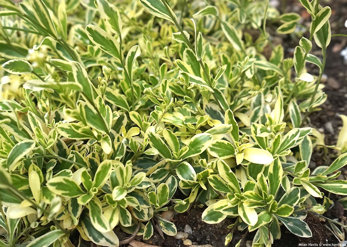 arabis ferdinandi-coburgii Old Gold