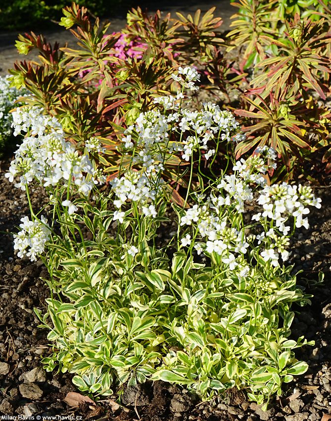 arabis ferdinandi-coburgii Old Gold