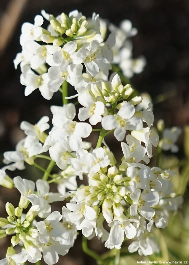 arabis ferdinandi-coburgii Old Gold