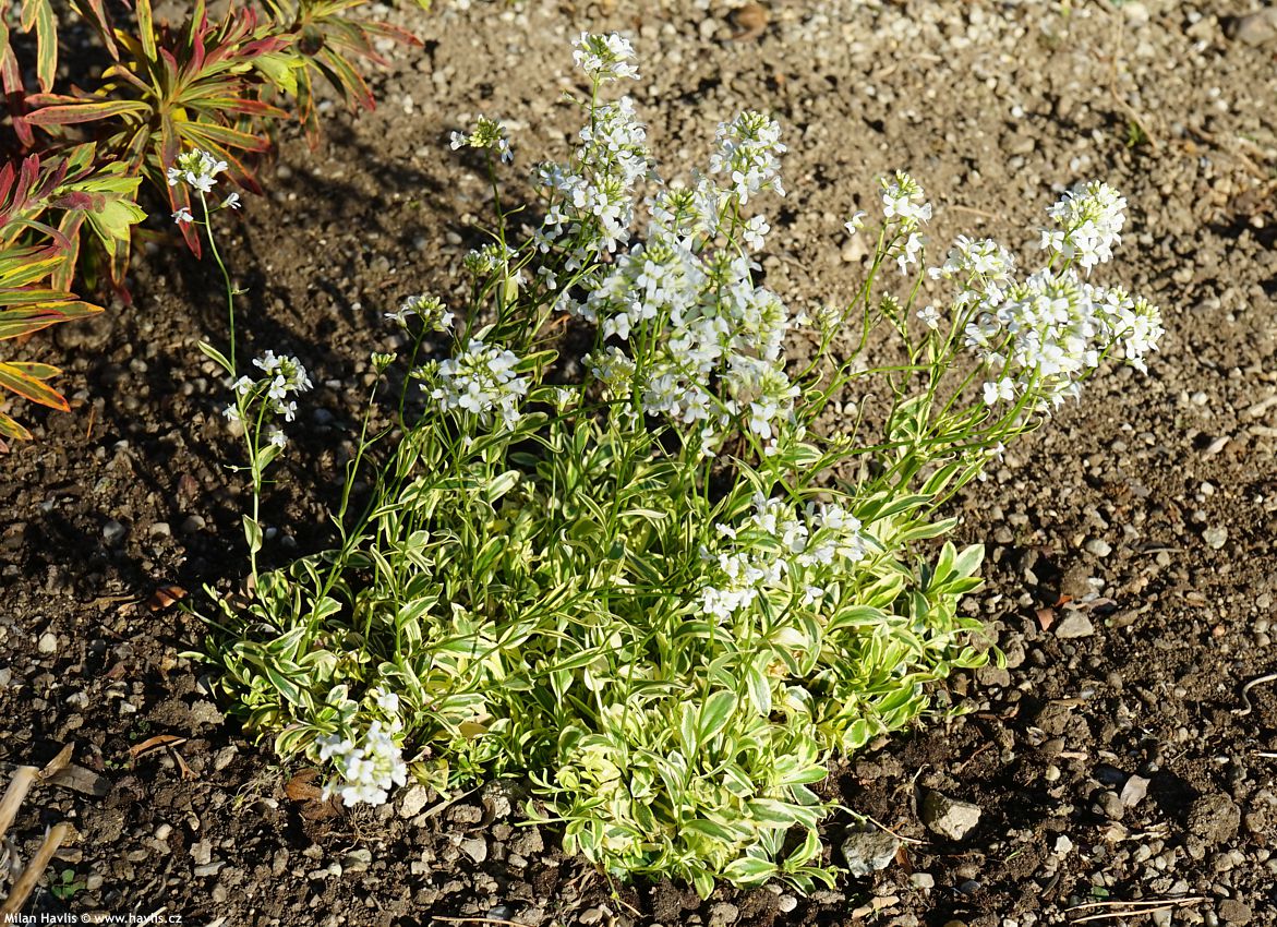 arabis ferdinandi-coburgii Old Gold