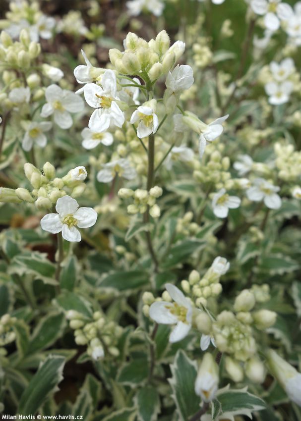 arabis ferdinandi coburgii Variegata 2016 (1).jpg