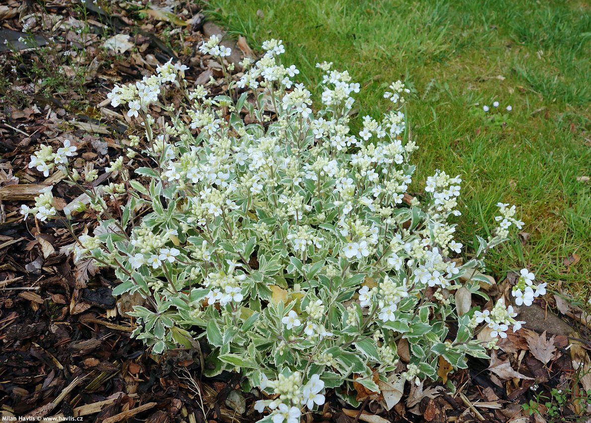 arabis ferdinandi coburgii Variegata 2016 (2).jpg