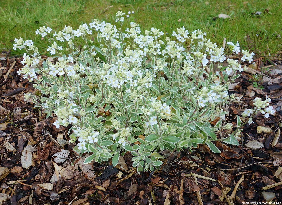 arabis ferdinandi coburgii Variegata 2016 (4).jpg