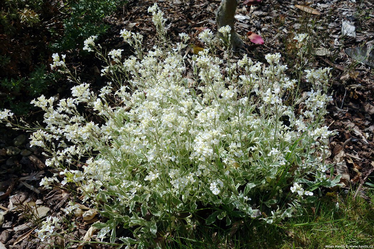 arabis ferdinandi coburgii Variegata 2016 (5).jpg