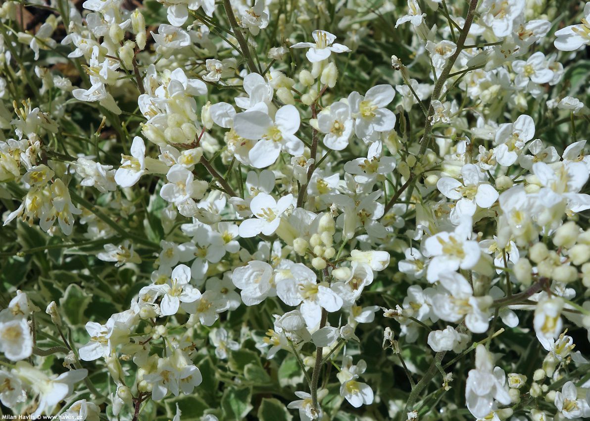 arabis ferdinandi coburgii Variegata 2016 (6).jpg