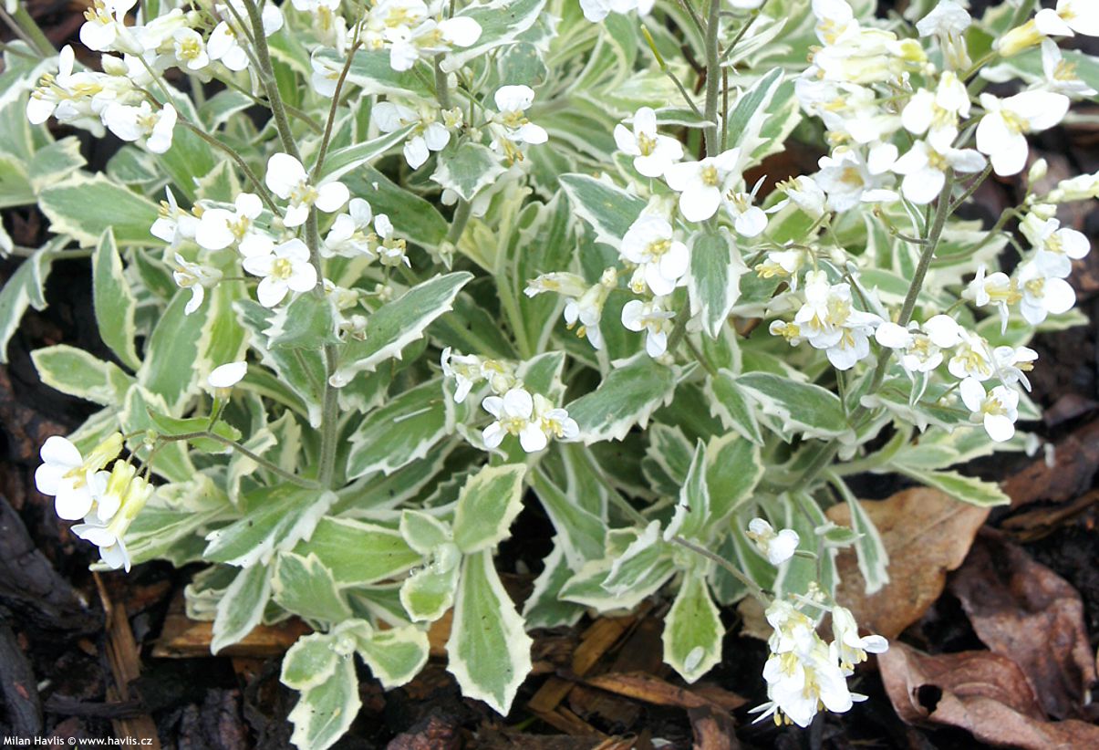 arabis ferdinandi coburgii Variegata 2016 (7).jpg