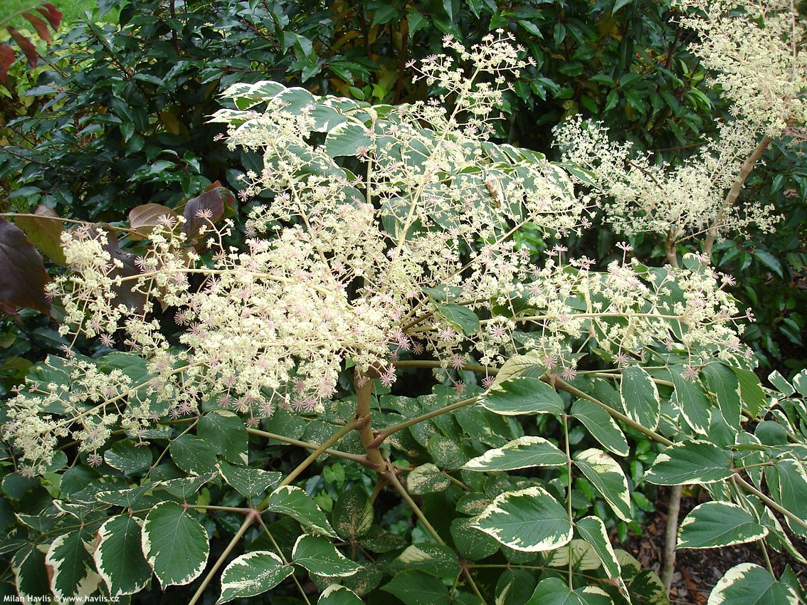 aralia elata Variegata