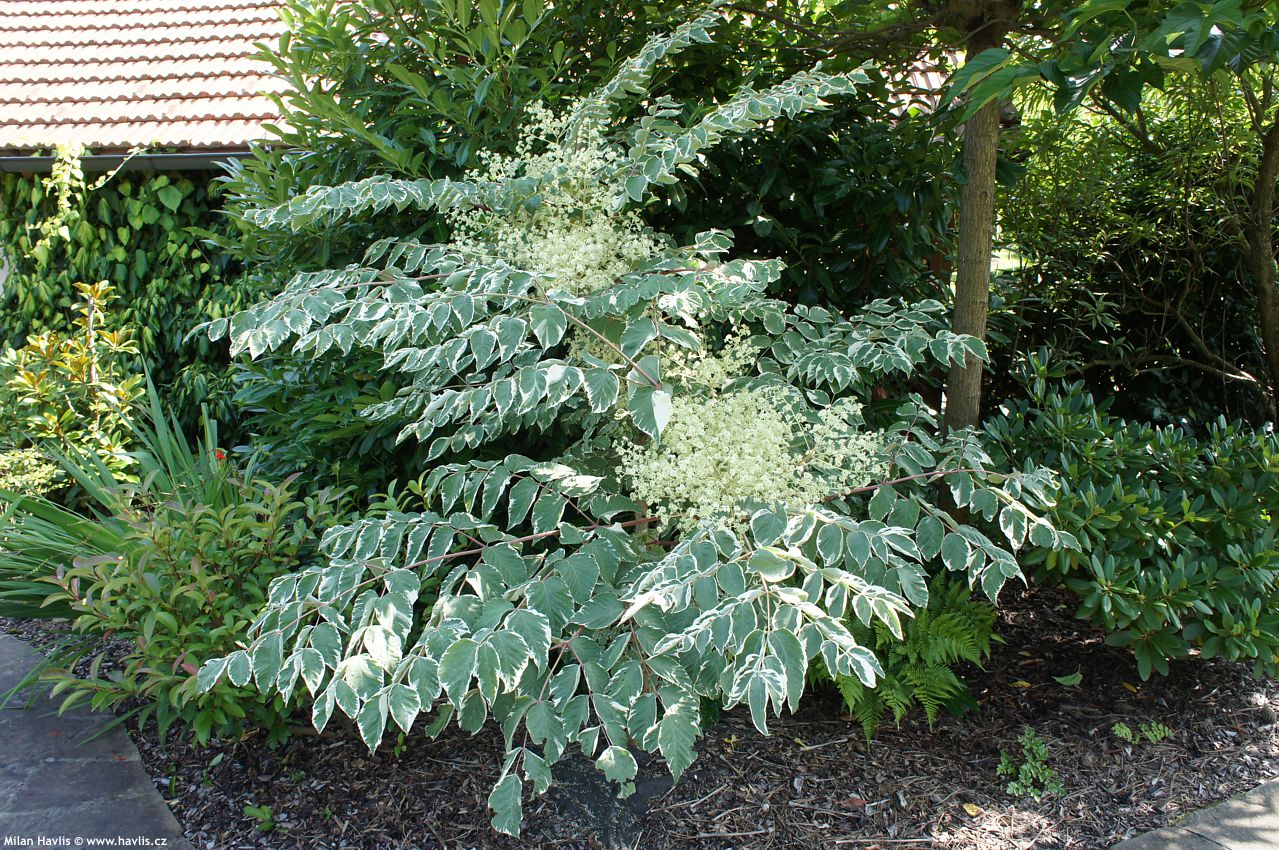 aralia elata Variegata