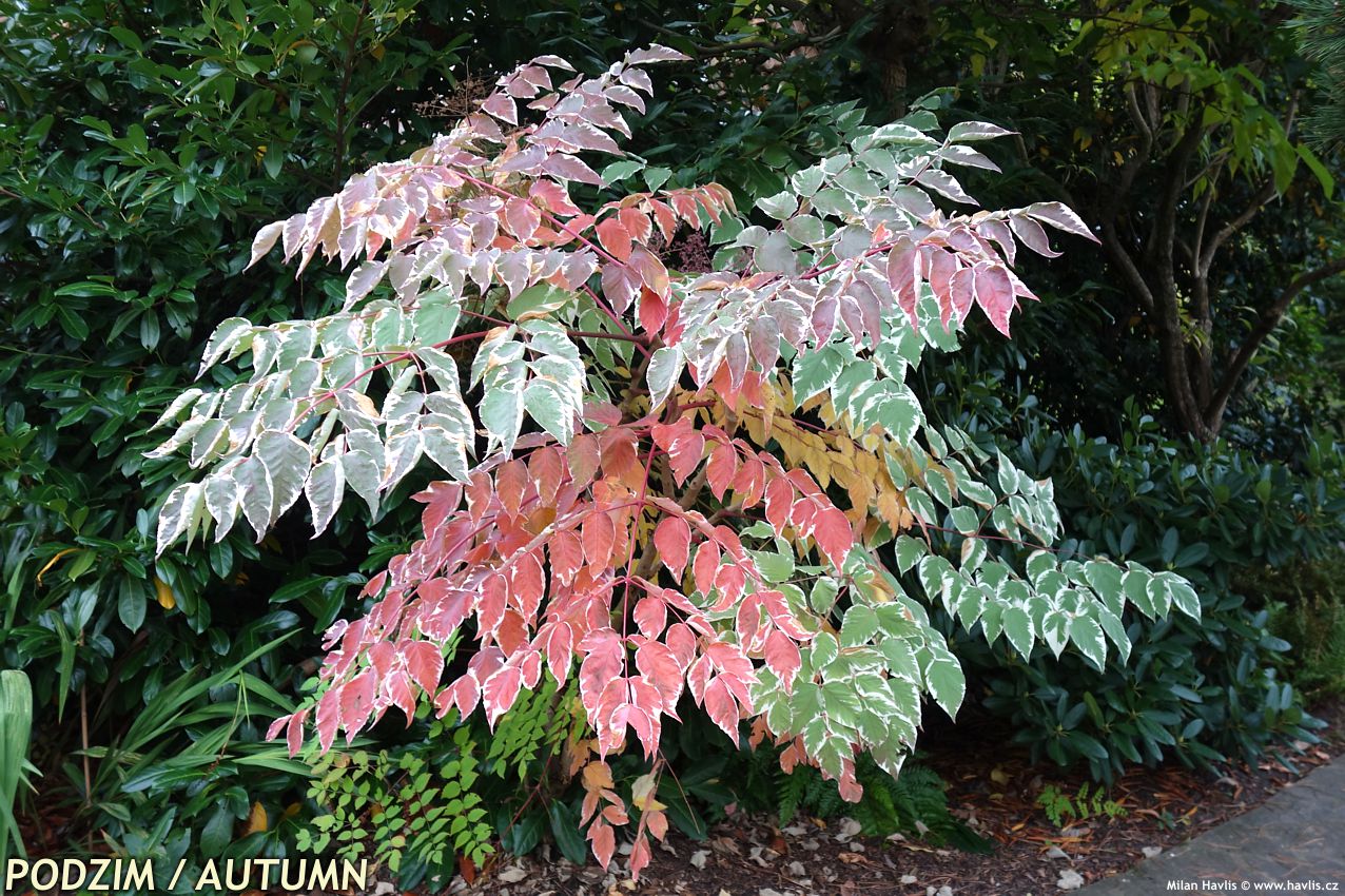 aralia elata Variegata
