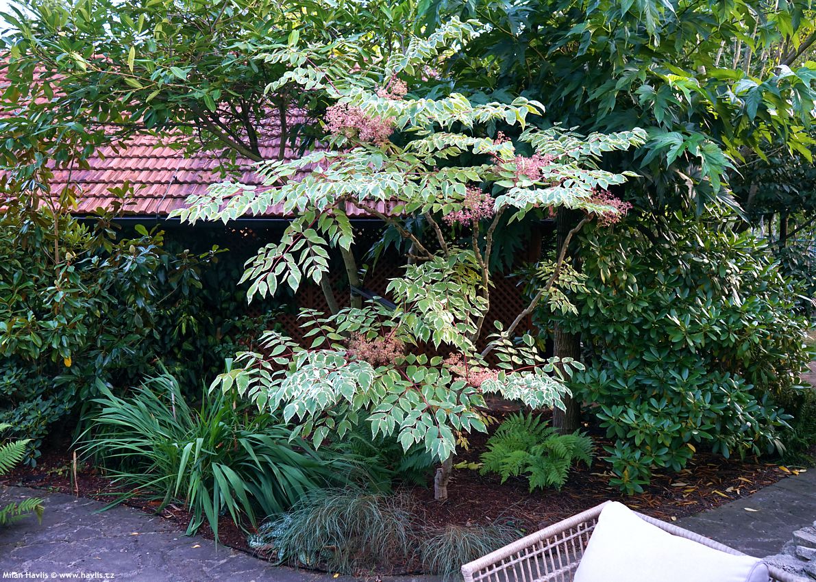 aralia elata Variegata