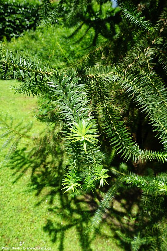 araucaria angustifolia