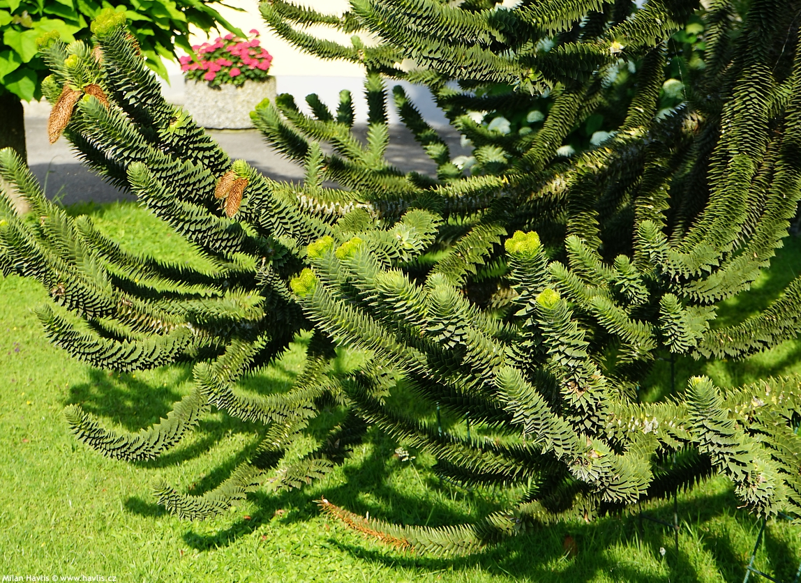araucaria araucana