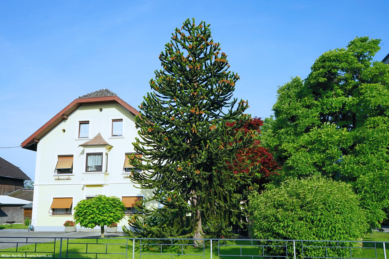 araucaria araucana