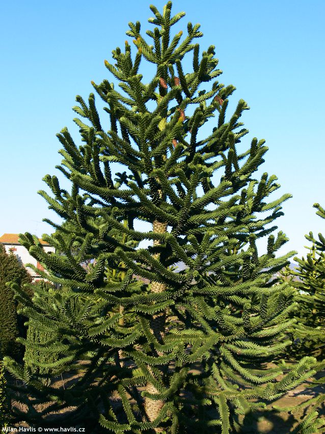 araucaria araucana Robusta Gheri