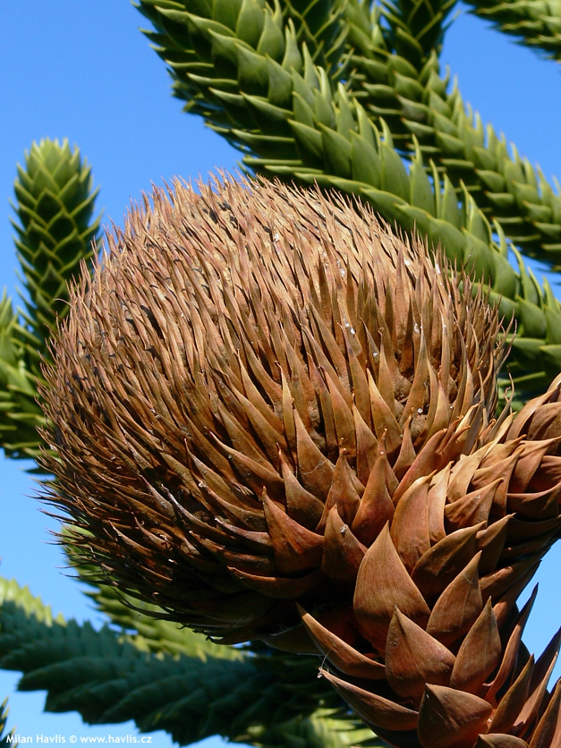 araucaria araucana