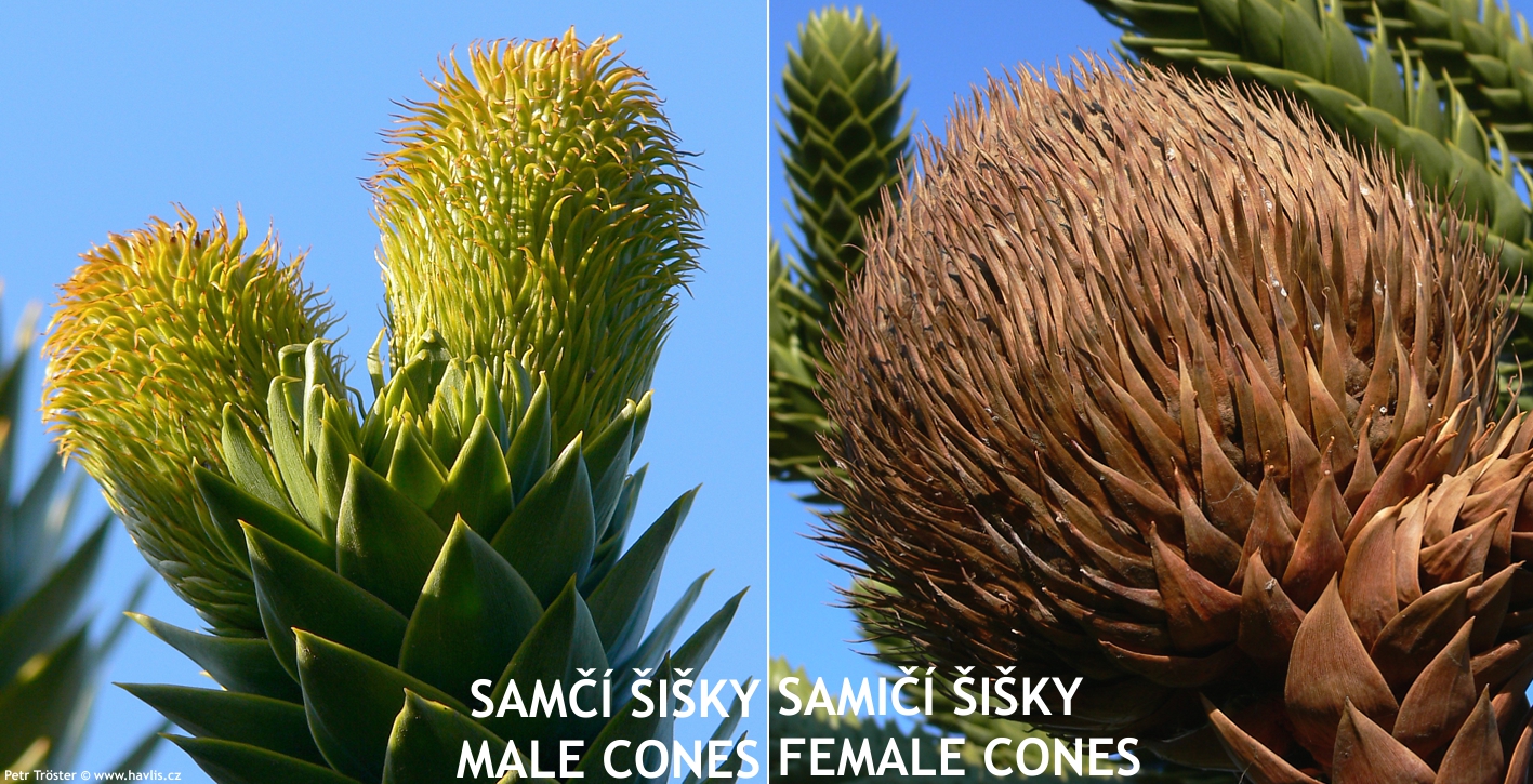 araucaria araucana