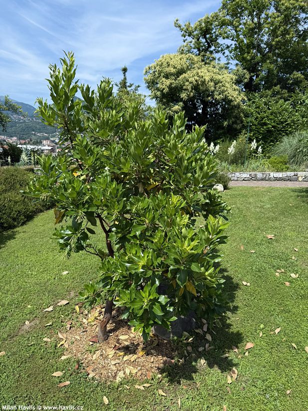 arbutus menziesii