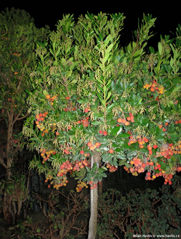 arbutus unedo