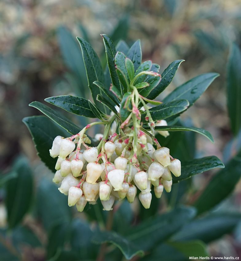 arbutus unedo Atlantic