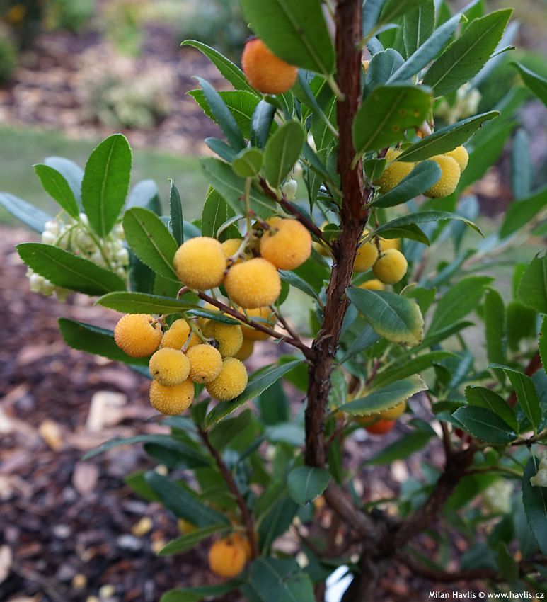 arbutus unedo Atlantic
