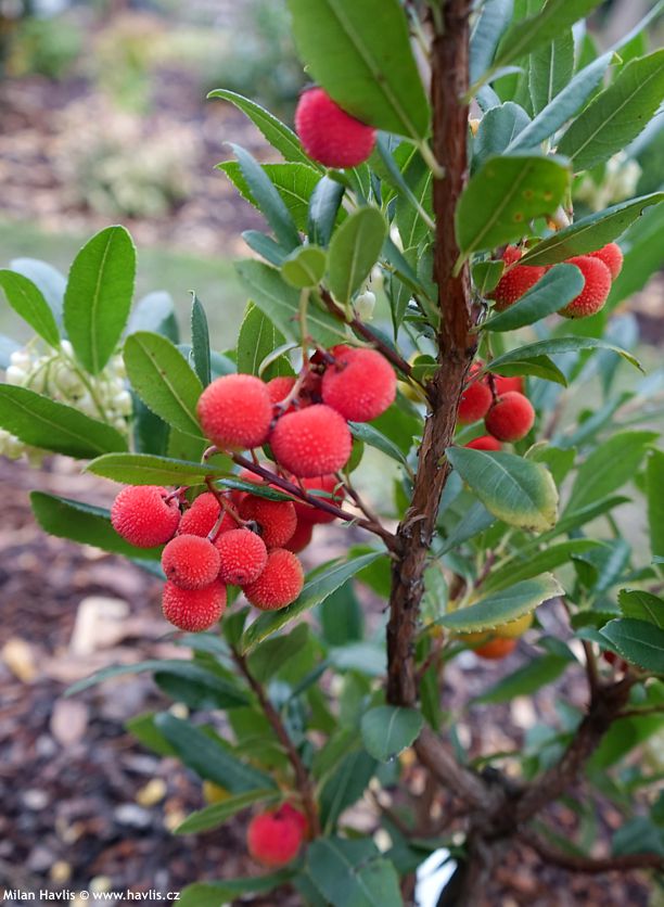 arbutus unedo Atlantic