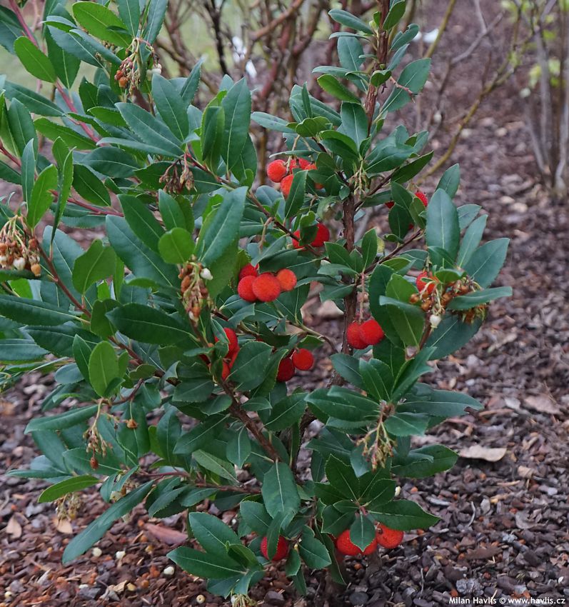 arbutus unedo Atlantic
