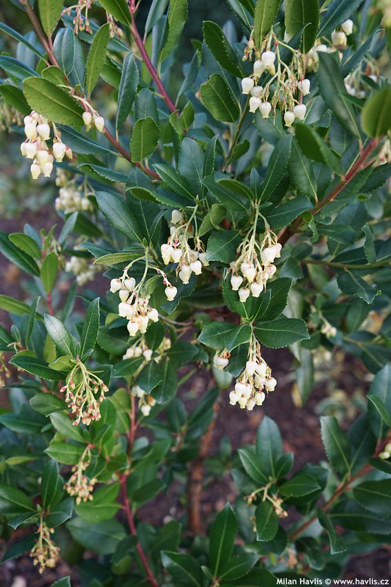 arbutus unedo Atlantic