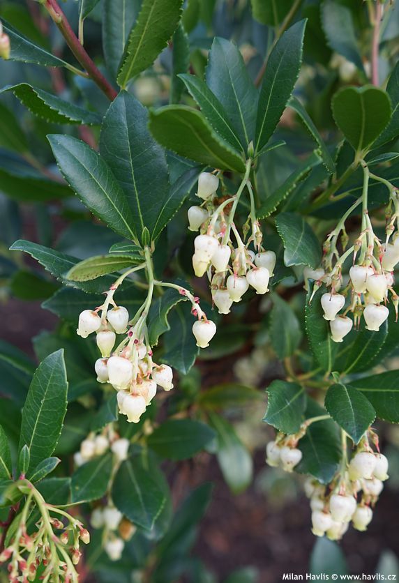 arbutus unedo Atlantic