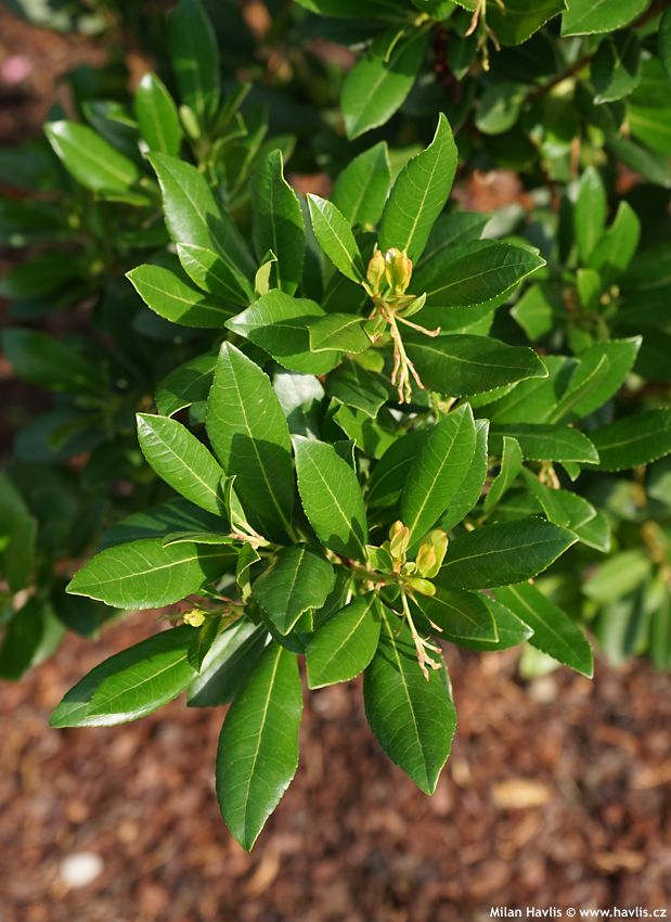 arbutus unedo Atlantic