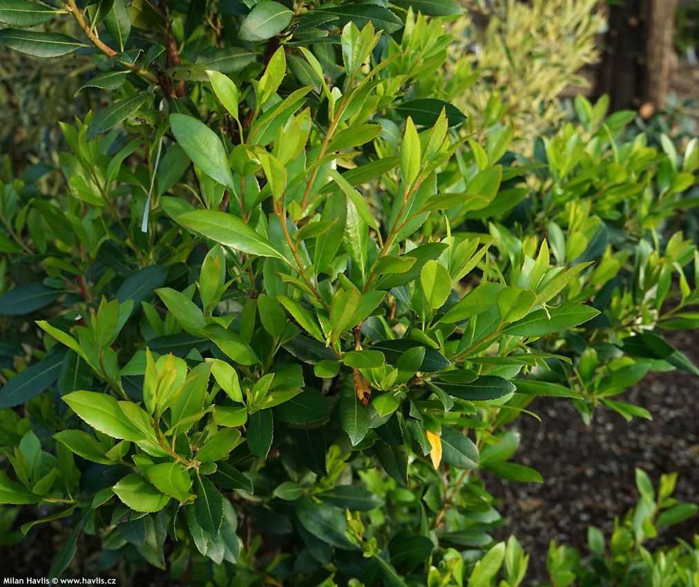 arbutus unedo Atlantic