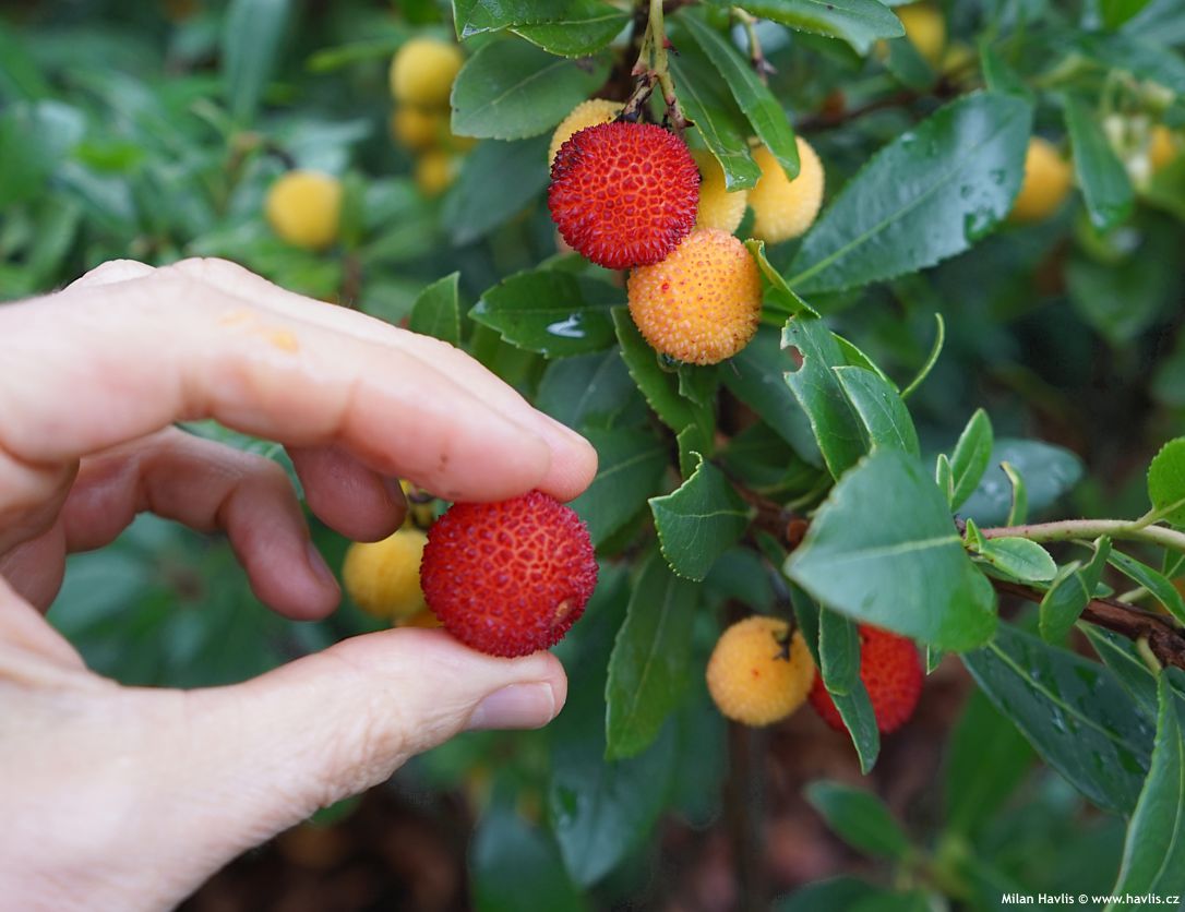 arbutus unedo Compacta