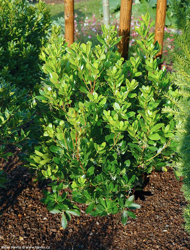 arbutus unedo Compacta